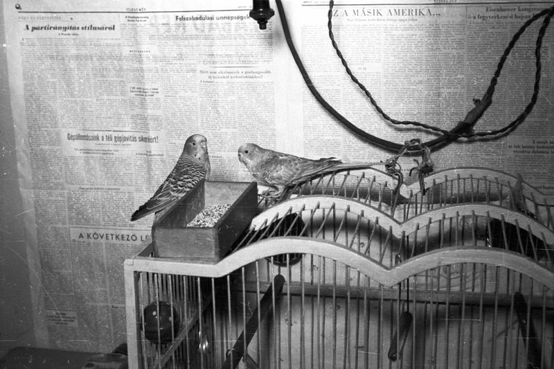 © Anna Kereszty - archive from Fortepan