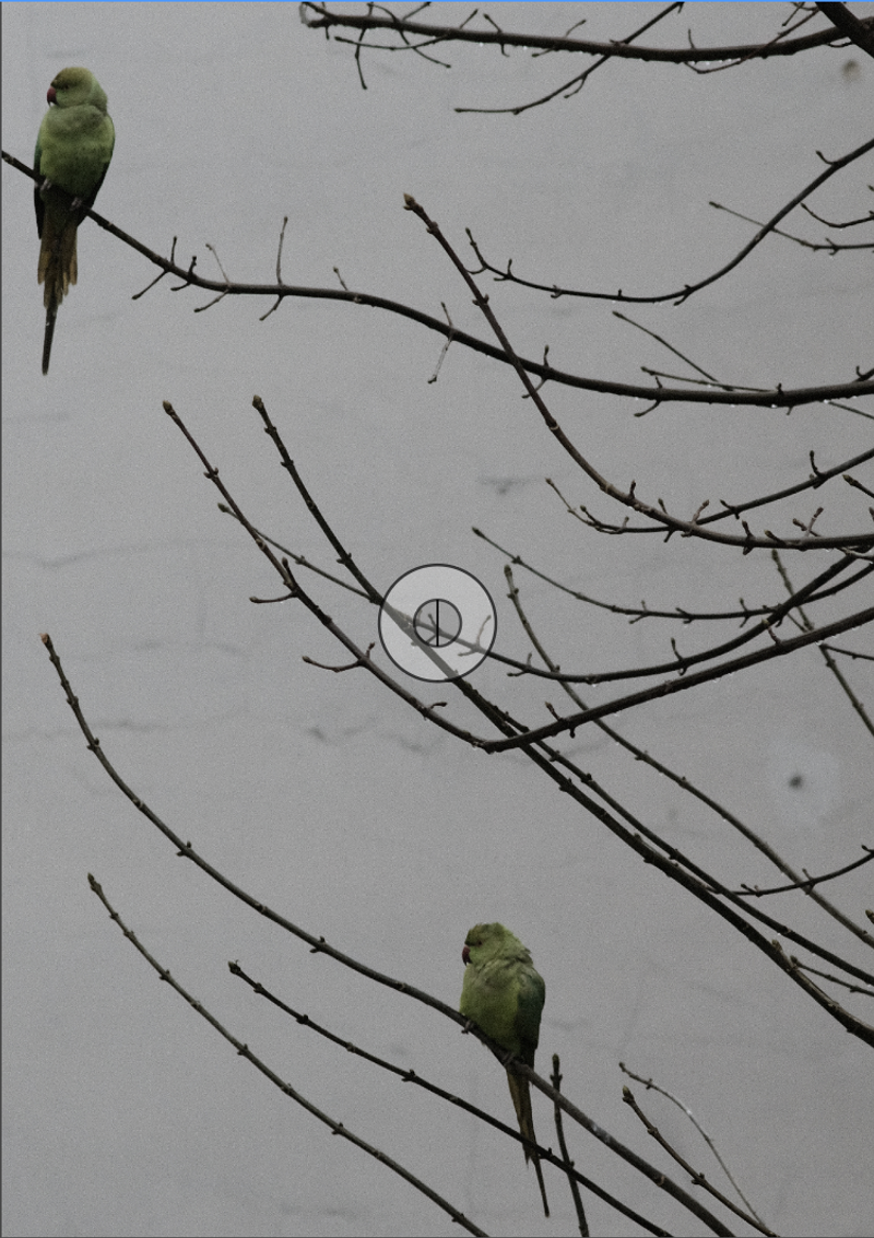 © Anna Kereszty - parrots from my window