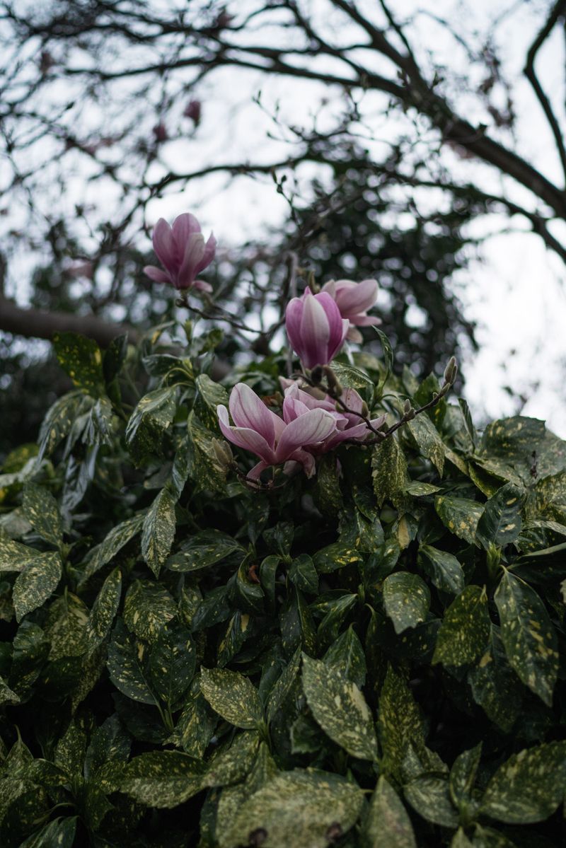 © Daniela Rivera Antara - Flowers outside the Government House in Canberra, Australia