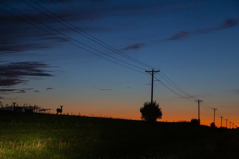 © Rachel Jessen - Deer at sunset by the road, near Chariton. (Lucas County)