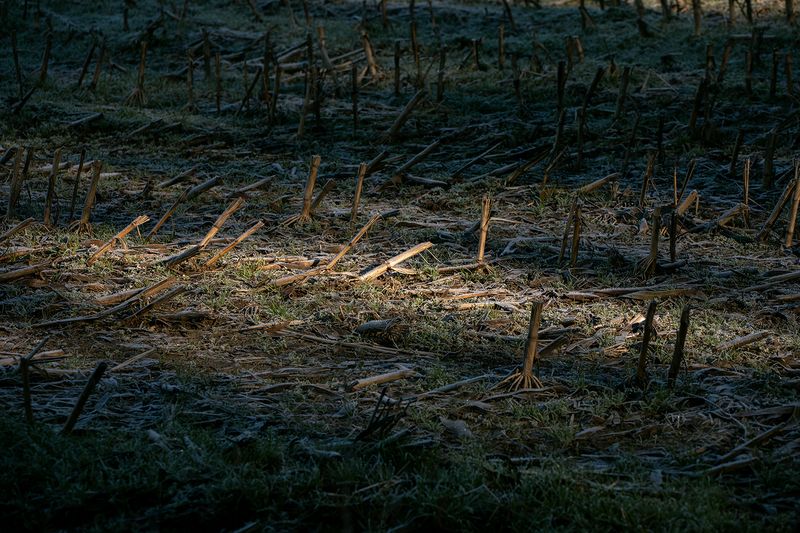 © Rachel Jessen - Image from the O que sentimos (What We Feel/Felt) photography project