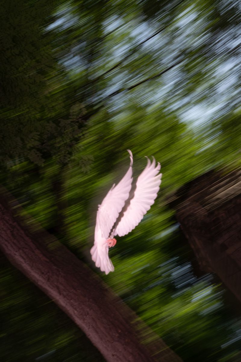 © Xibei Zhang - Image from the Veiled Longing photography project