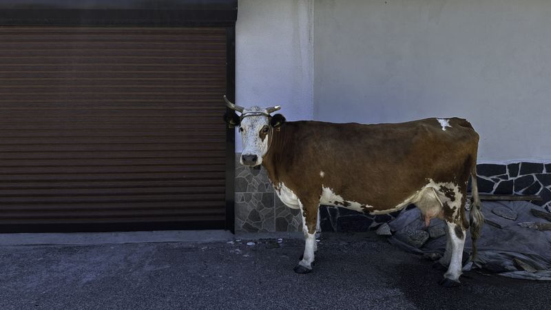 © Taushik Mandal - Image from the Becoming A Kirkovchanin photography project