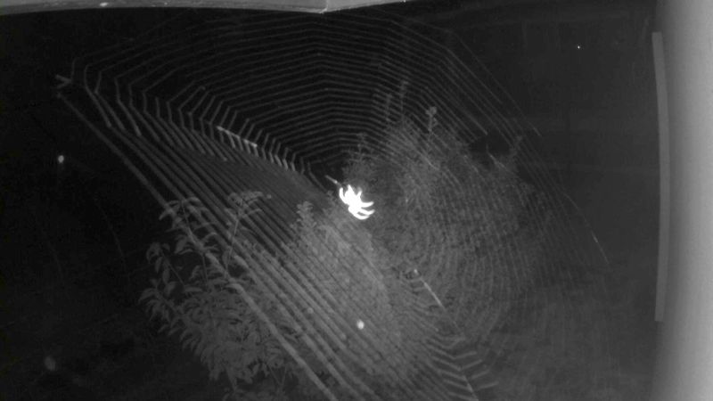 © JinYoung Lee - Spider - I encountered a spider that had confidently built its home directly in front of the camera.