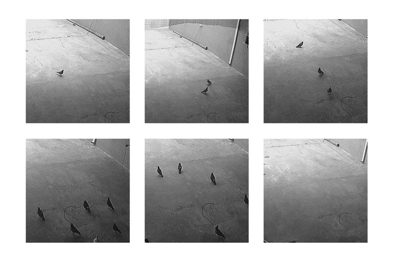 © JinYoung Lee - Pigeon - Pigeons lingered briefly within a scene, within a space, and then disappeared. What remains as their trace?