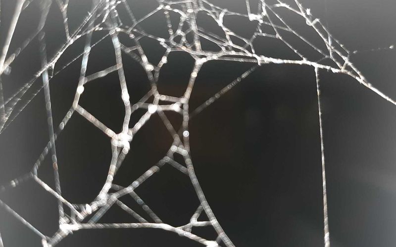 © JinYoung Lee - Spider Web - The spider disappeared, leaving only the trace of its web behind. The camera automatically focused on the web.