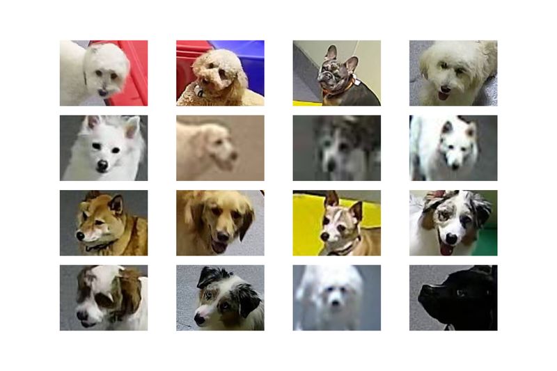 © JinYoung Lee - collected portrait photographs of dogs staying at a pet hotel.
