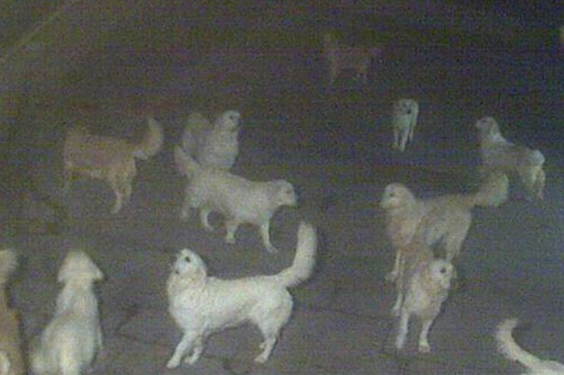© JinYoung Lee - Dog hotel - moment of the Dog hotel
