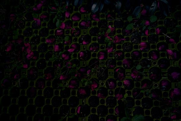 © Kai Yokoyama - Image from the I miss the smell of jasmine in Palestine photography project