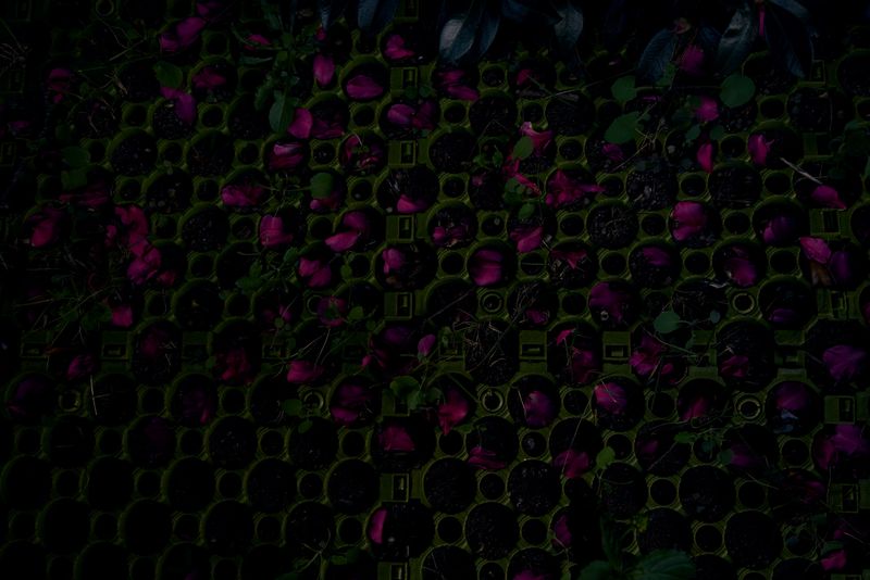 © Kai Yokoyama - Image from the I miss the smell of jasmine in Palestine photography project