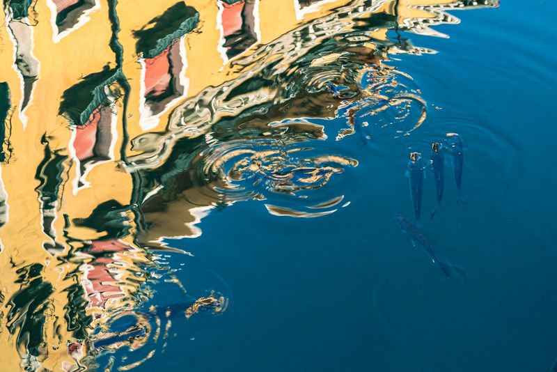 © Mary Catherine Messner - Fish in Basin