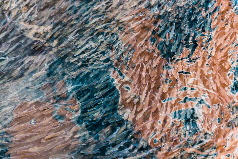 © Mary Catherine Messner - Canal Fish