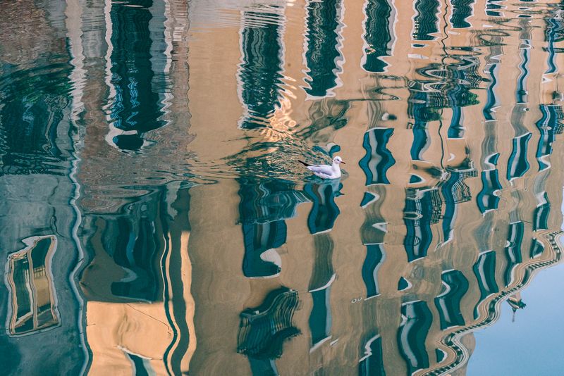 © Mary Catherine Messner - Seagull