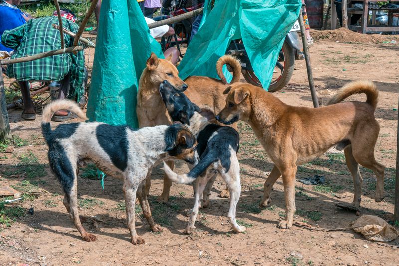 © Mary Catherine Messner - Image from the Tribal Odisha photography project