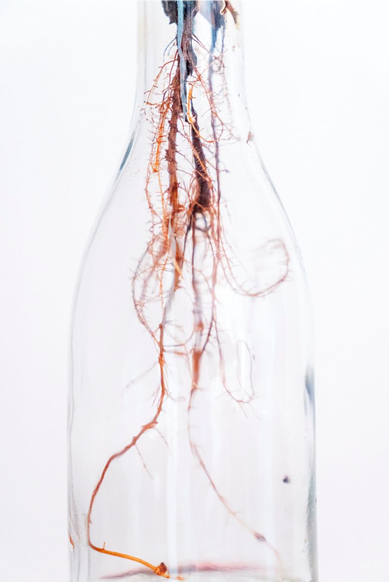 © Claudia Borgia - Image from the Hän photography project