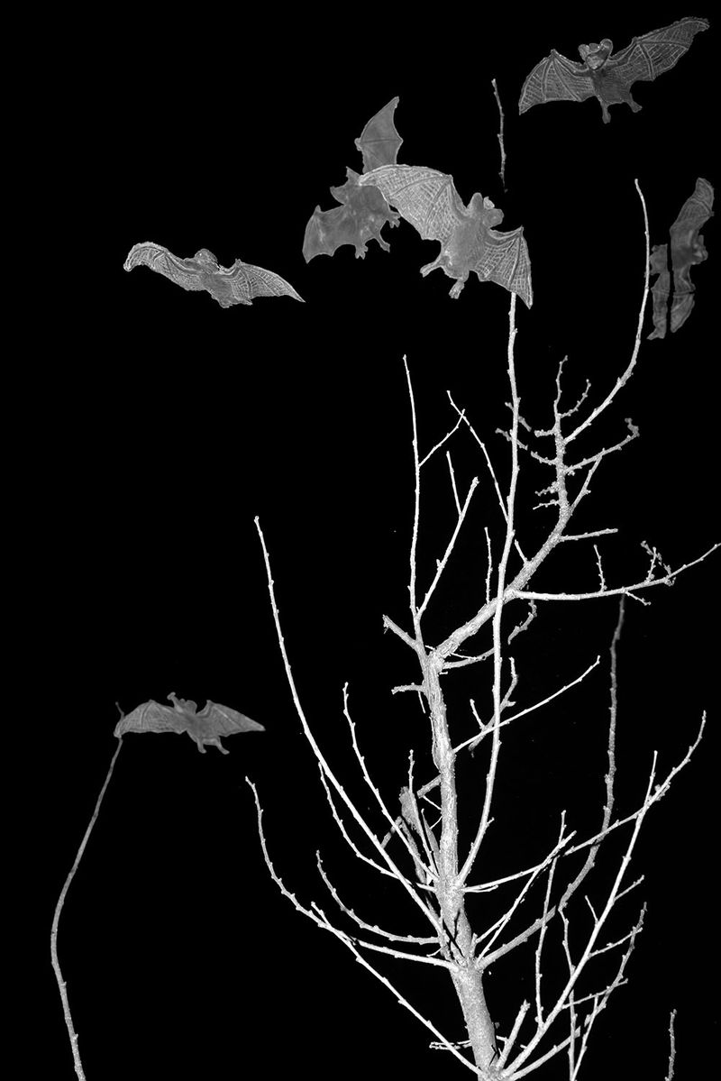 © Eleana Konstantellos André - Image from the Chupacabras photography project