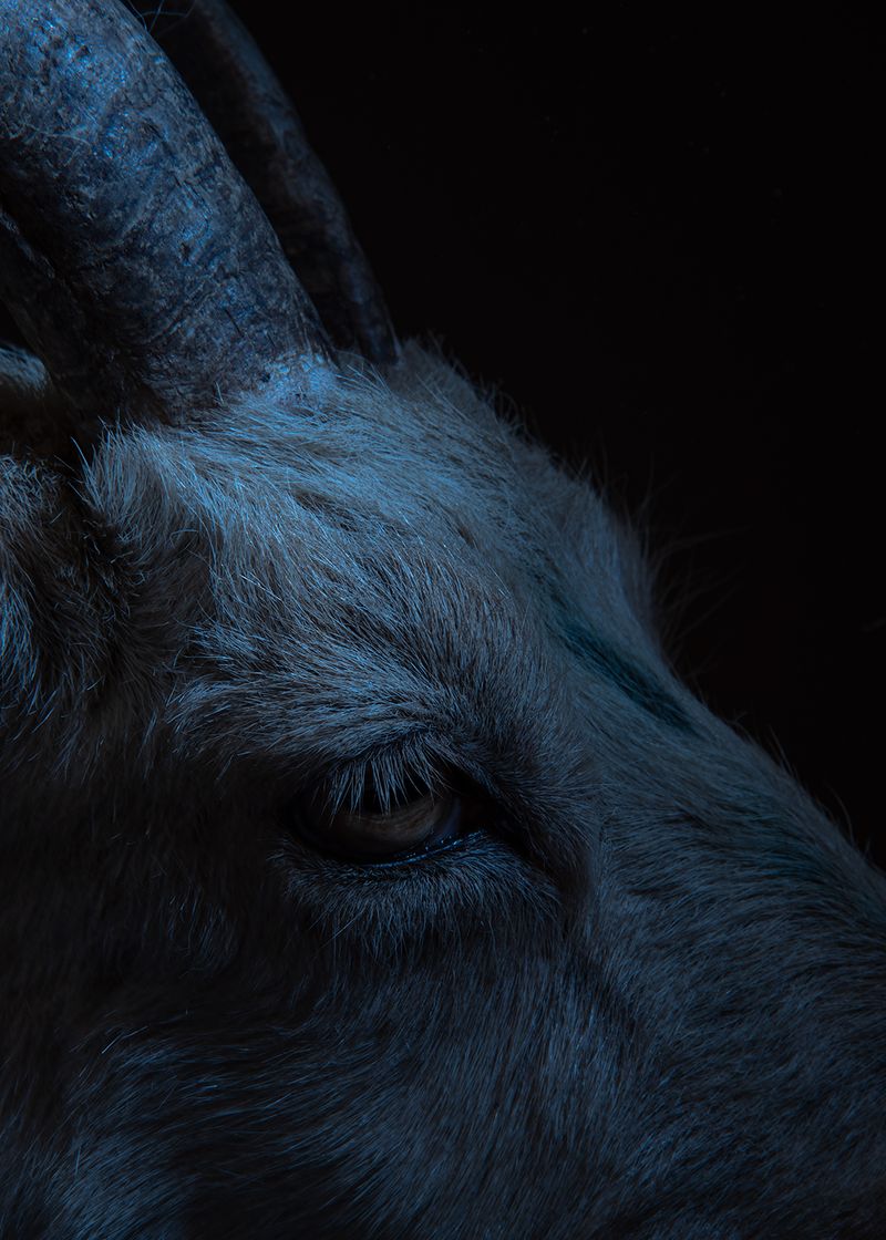 © Eleana Konstantellos André - Image from the Chupacabras photography project