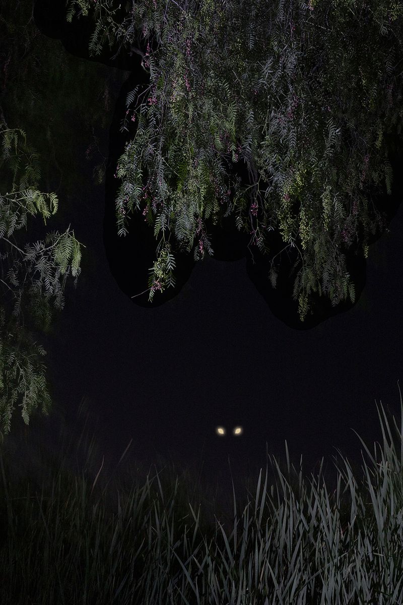 © Eleana Konstantellos André - The Darkest Night - The eyes of the beast reflect the flash light in the dark, ready to attack.