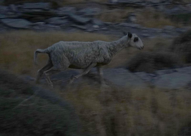 © Eleana Konstantellos André - Some of the victims of the Chupacabra are animals. Goats, cows, chickens... and humans.
