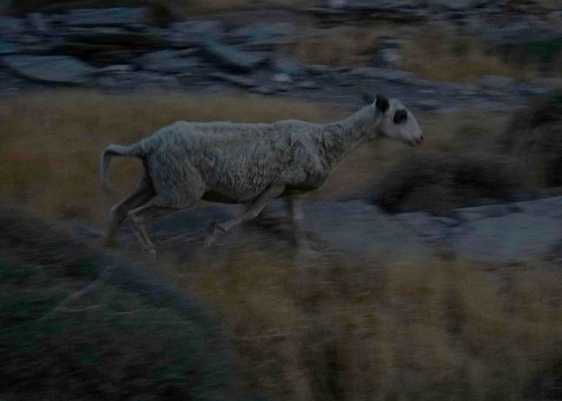 © Eleana Konstantellos André - Some of the victims of the Chupacabra are animals. Goats, cows, chickens... and humans.