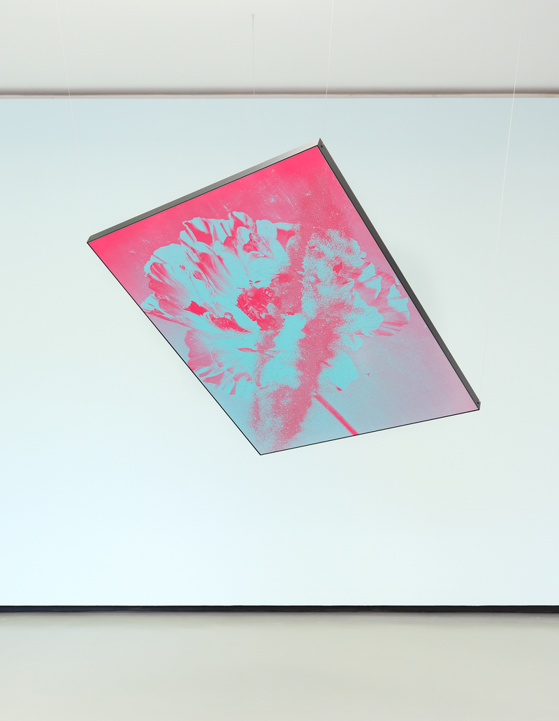 © mauren brodbeck - Image from the Anima photography project