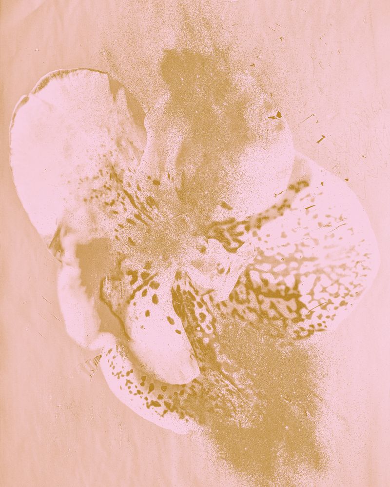 © mauren brodbeck - Stalkion, 2021 105.6 x 84.6 cm