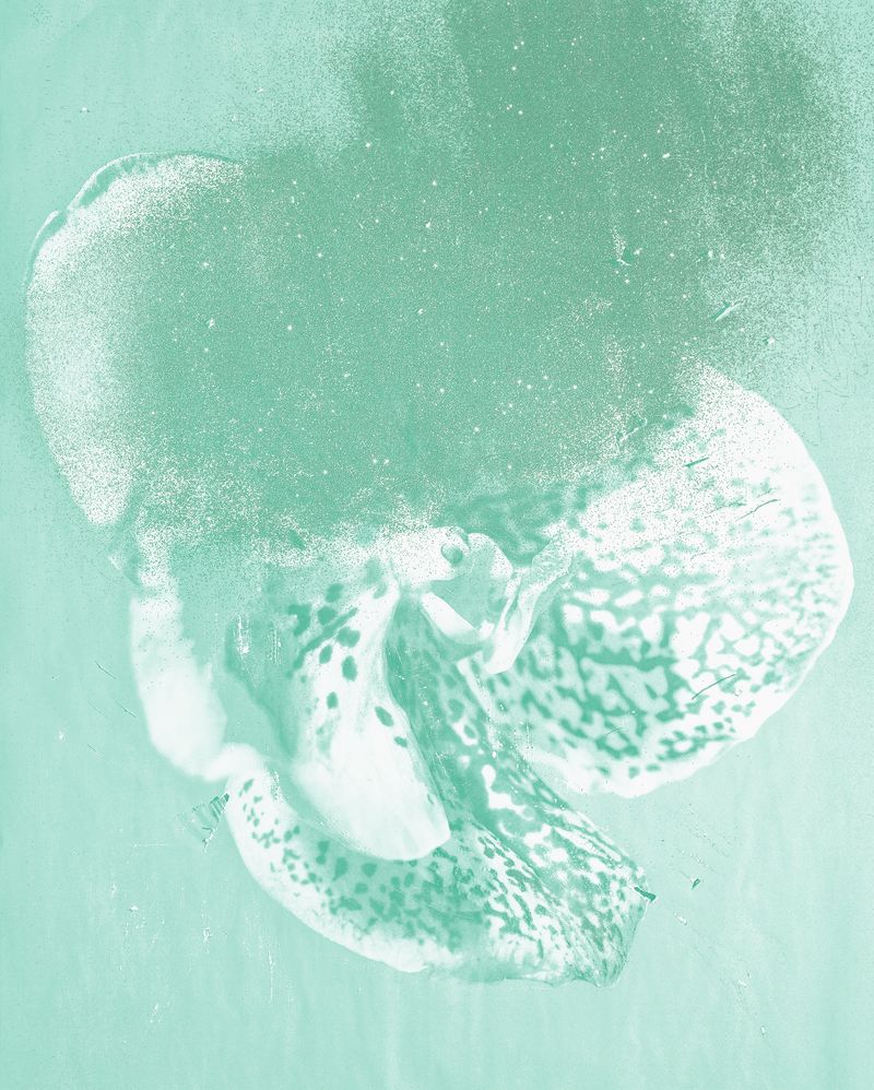 © mauren brodbeck - Monochrome Stalkion, 2021 105.6 x 84.6 cm