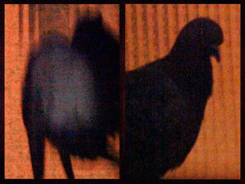 © Fosi Vegue - Image from the XY XX photography project