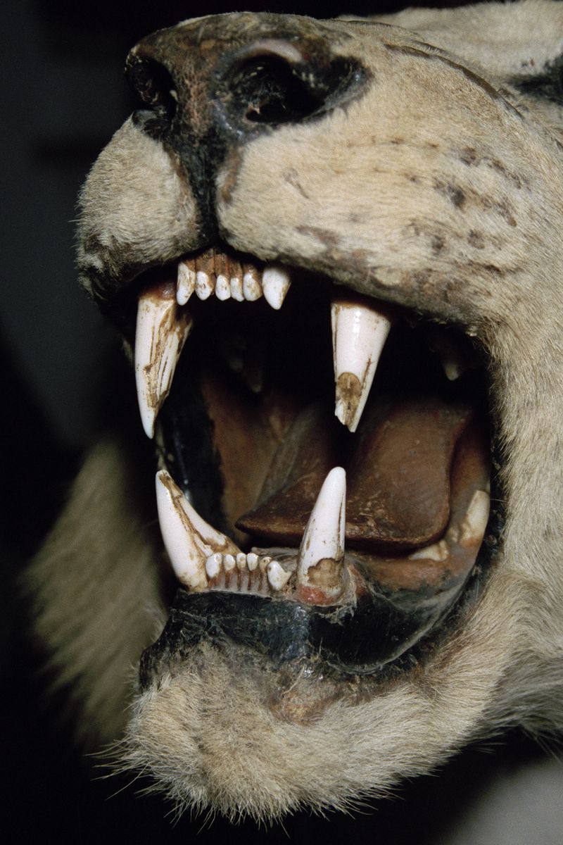 © Luke Richards - Image from the Under Black Sun photography project