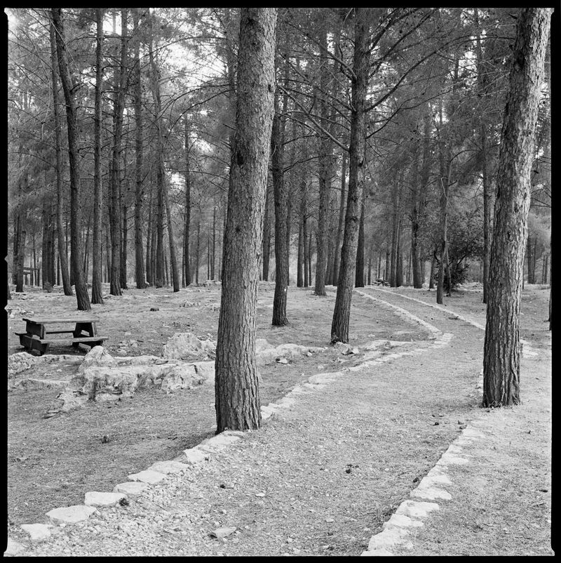 © Alan Gignoux - Birya Forest (Israel) Formerly Qaddita (Palestine)
