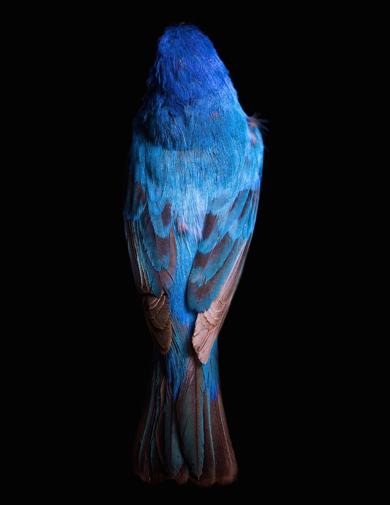 © Lynn Savarese - Dolcedo