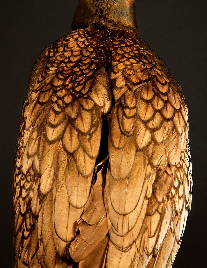 © Lynn Savarese - Lacema