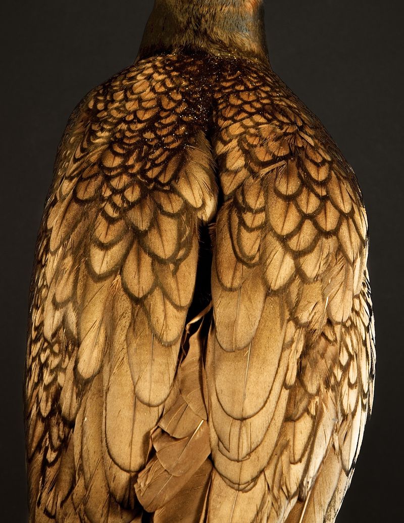 © Lynn Savarese - Lacema