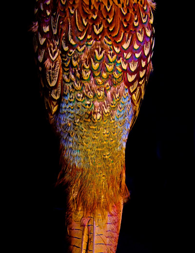 © Lynn Savarese - Veter