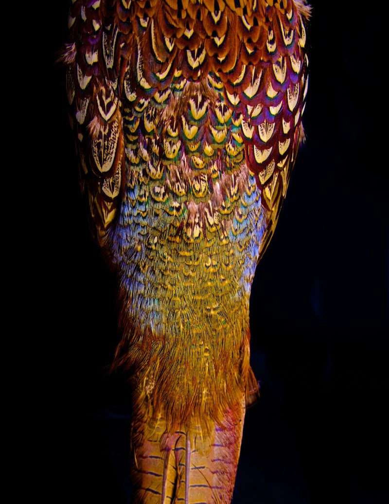 © Lynn Savarese - Veter