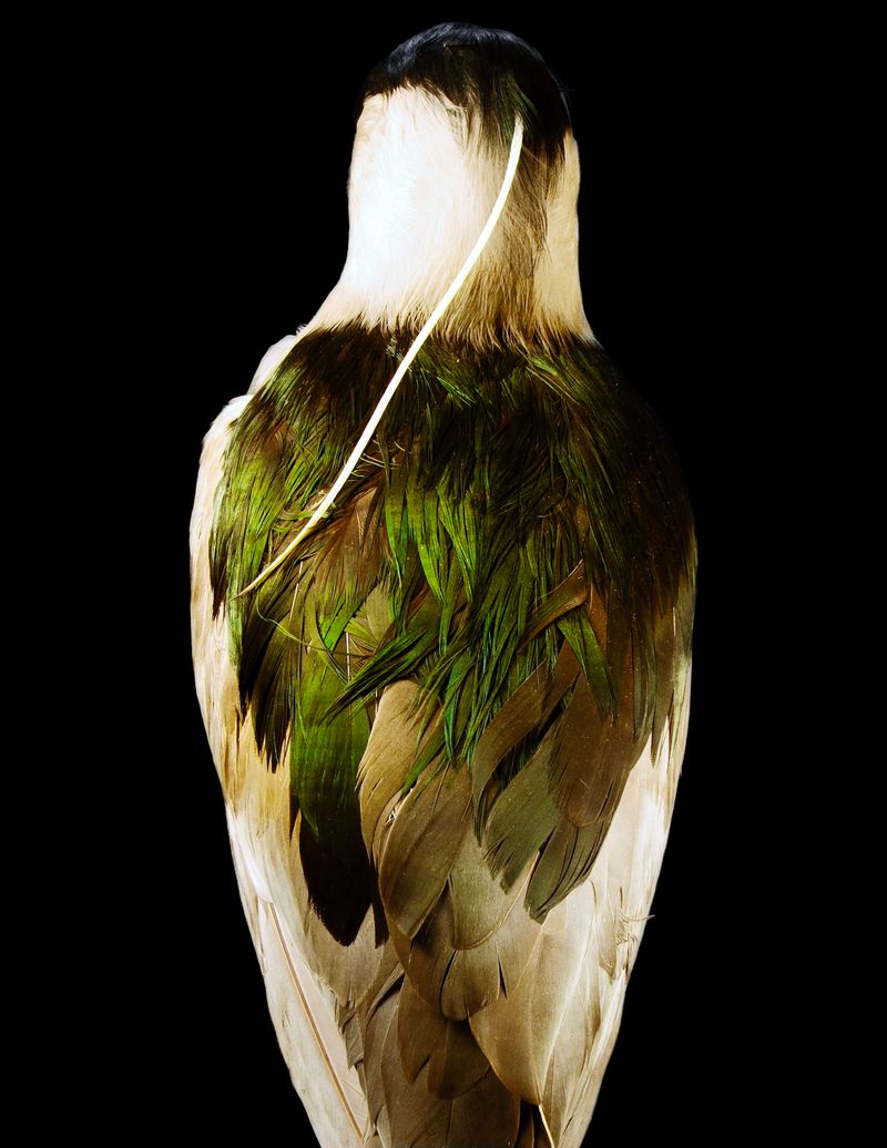 © Lynn Savarese - Cauda Muris