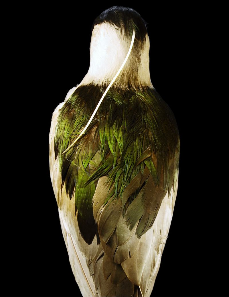 © Lynn Savarese - Cauda Muris