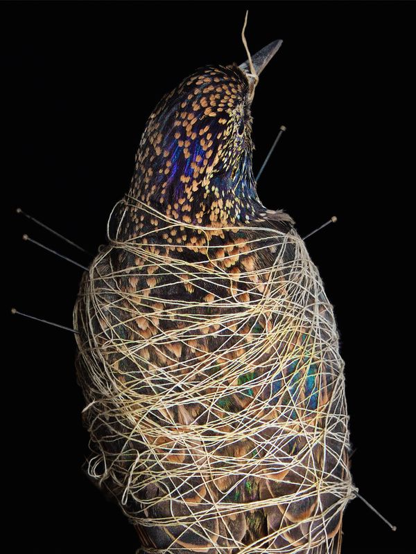 © Lynn Savarese - Prometheus Vinctus