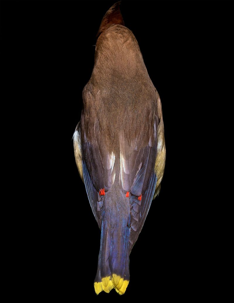 © Lynn Savarese - Pudicitiam