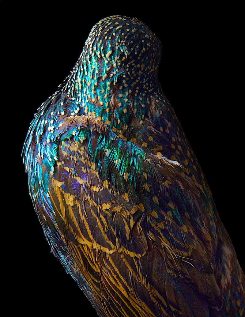 © Lynn Savarese - Venus