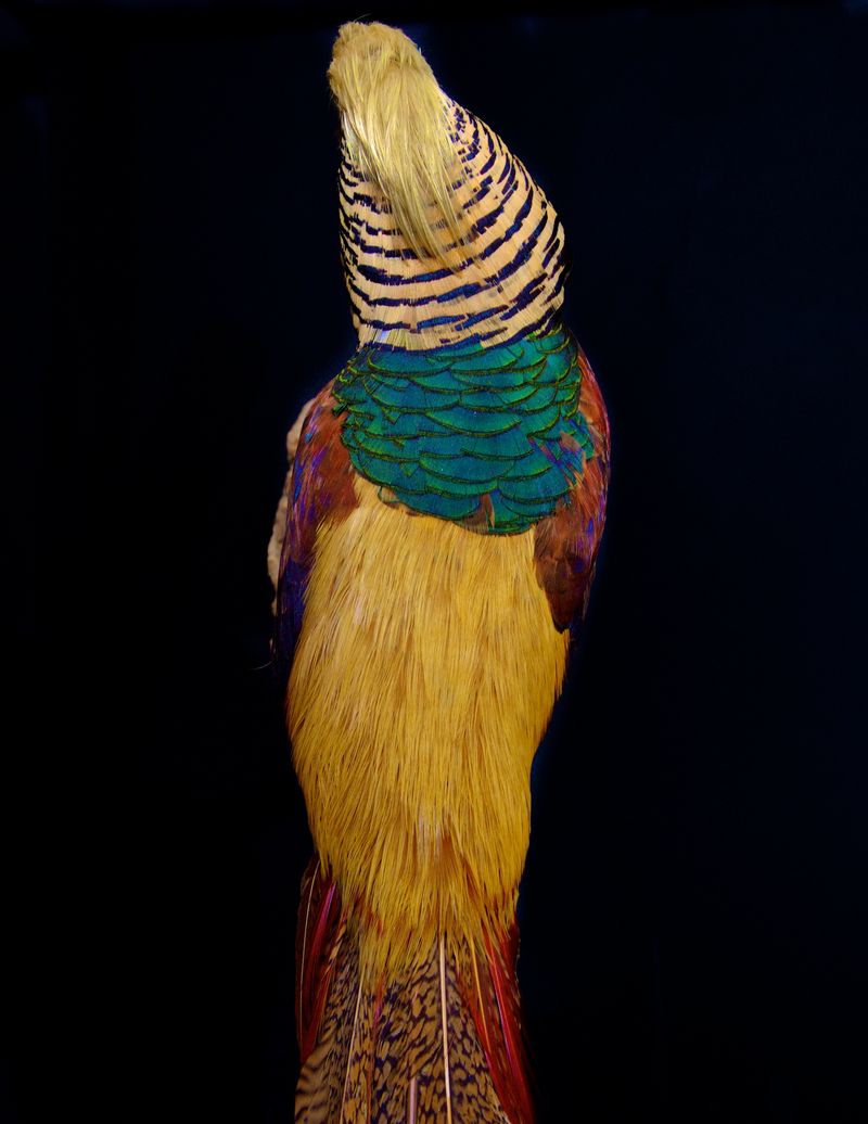 © Lynn Savarese - Procerus