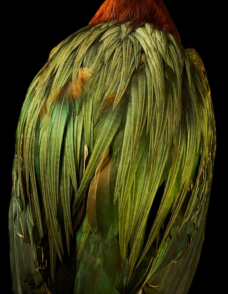 © Lynn Savarese - Alae gramineDolcedo