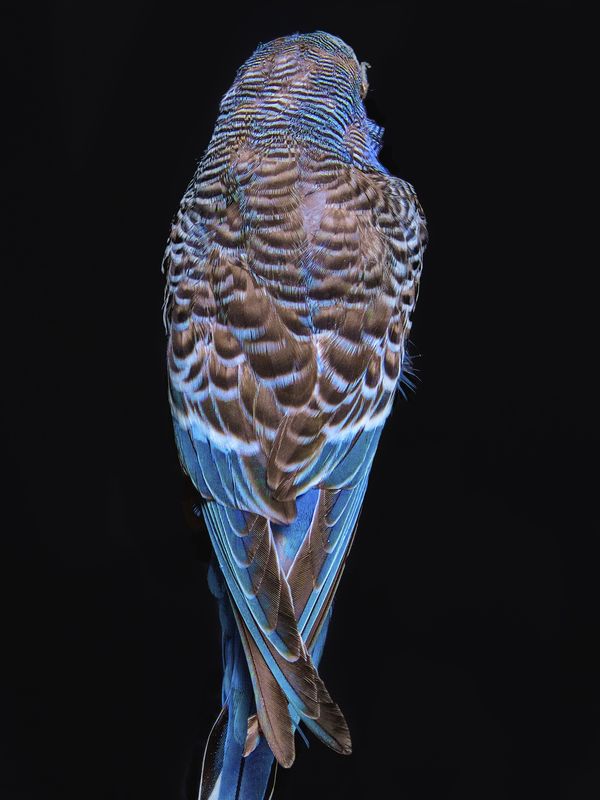 © Lynn Savarese - Cogito