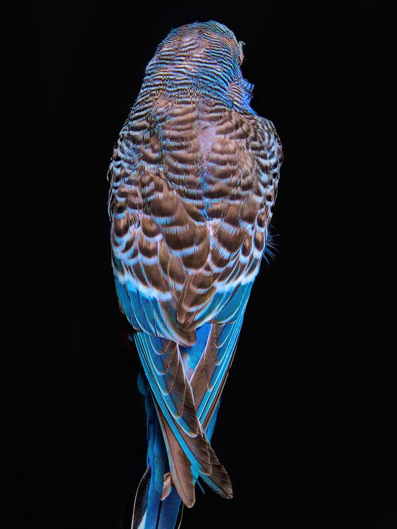 © Lynn Savarese - Cogito