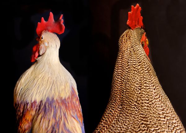 © Lynn Savarese - Rivalis