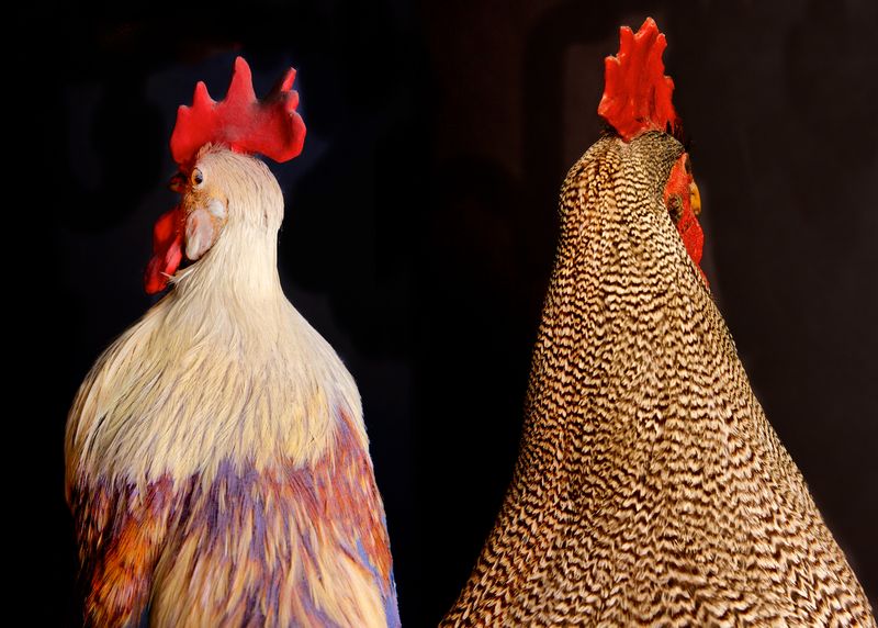 © Lynn Savarese - Rivalis