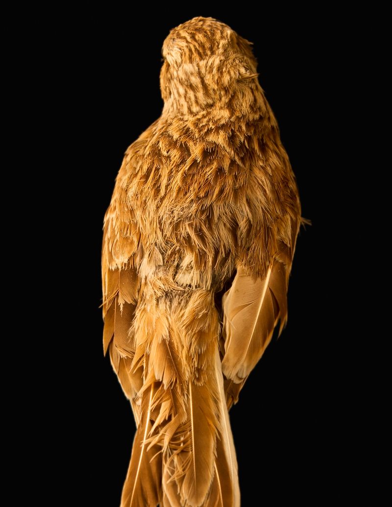 © Lynn Savarese - Honestas