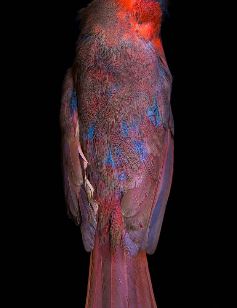 © Lynn Savarese - Rubeus