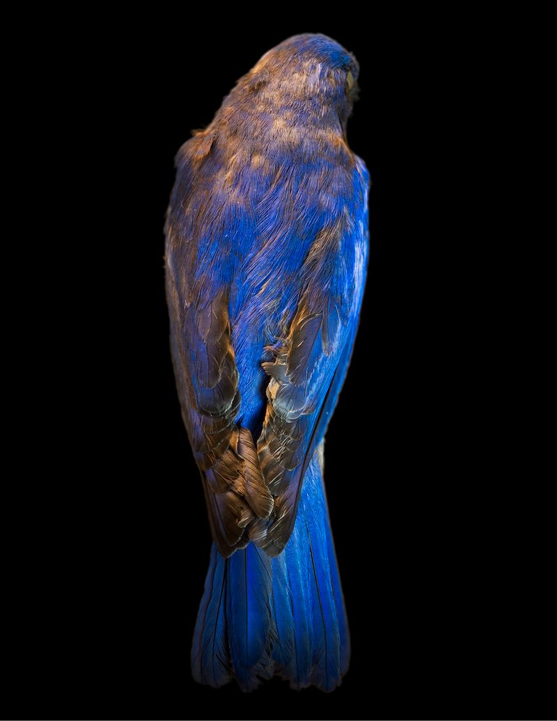 © Lynn Savarese - Proclive