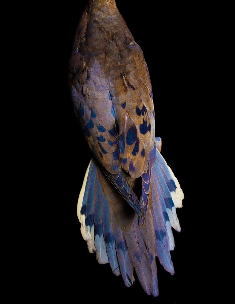 © Lynn Savarese - Venustas